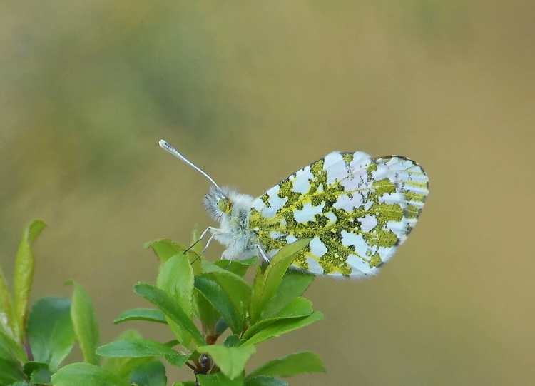 Anthocharis cardamines